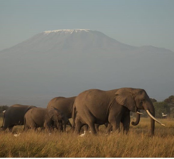 Elepahants with Mt.Kilimanjaro background