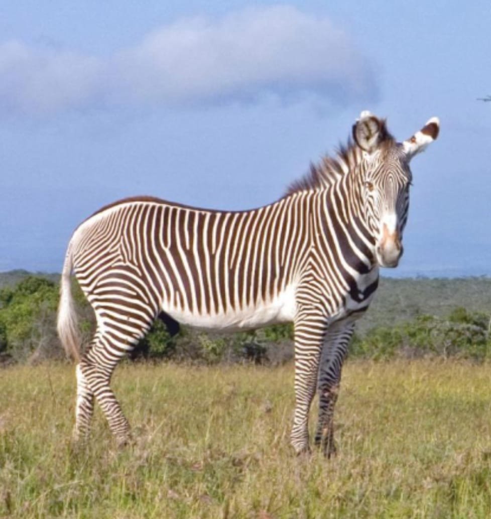 Grevy zebra