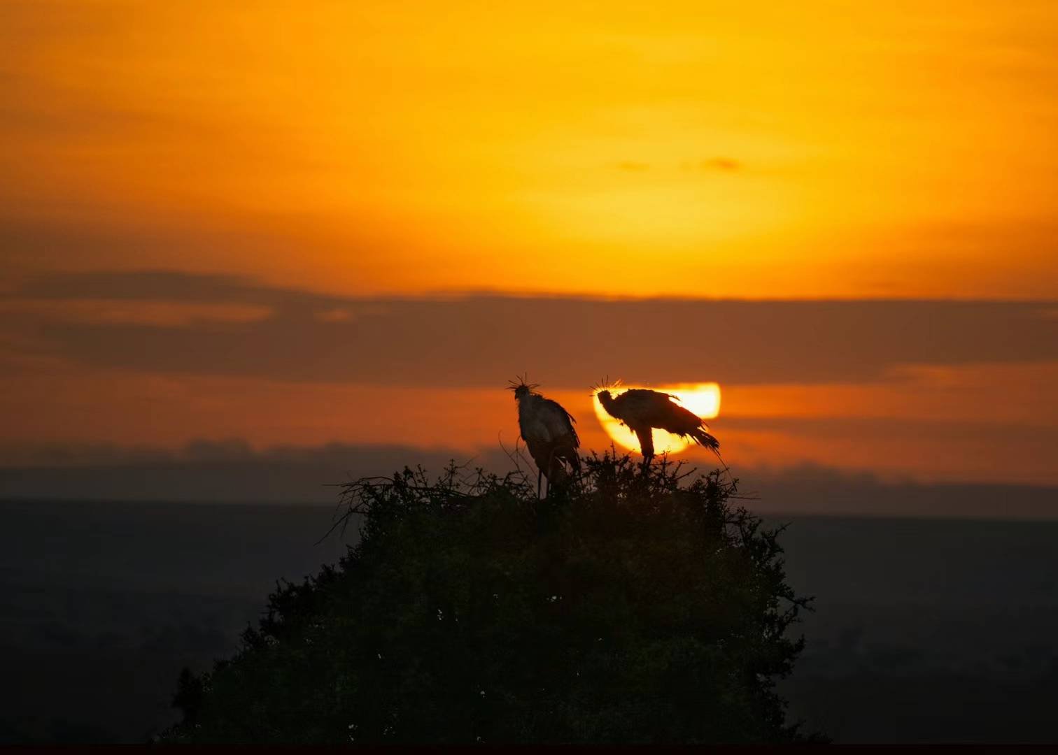 Sunset Vultures