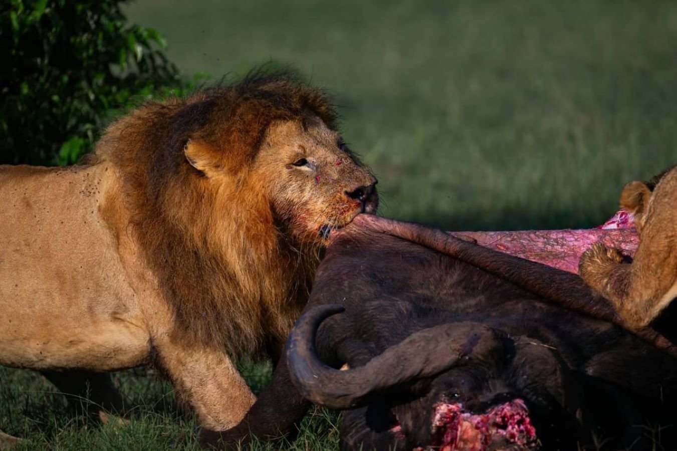 Feasting Lions