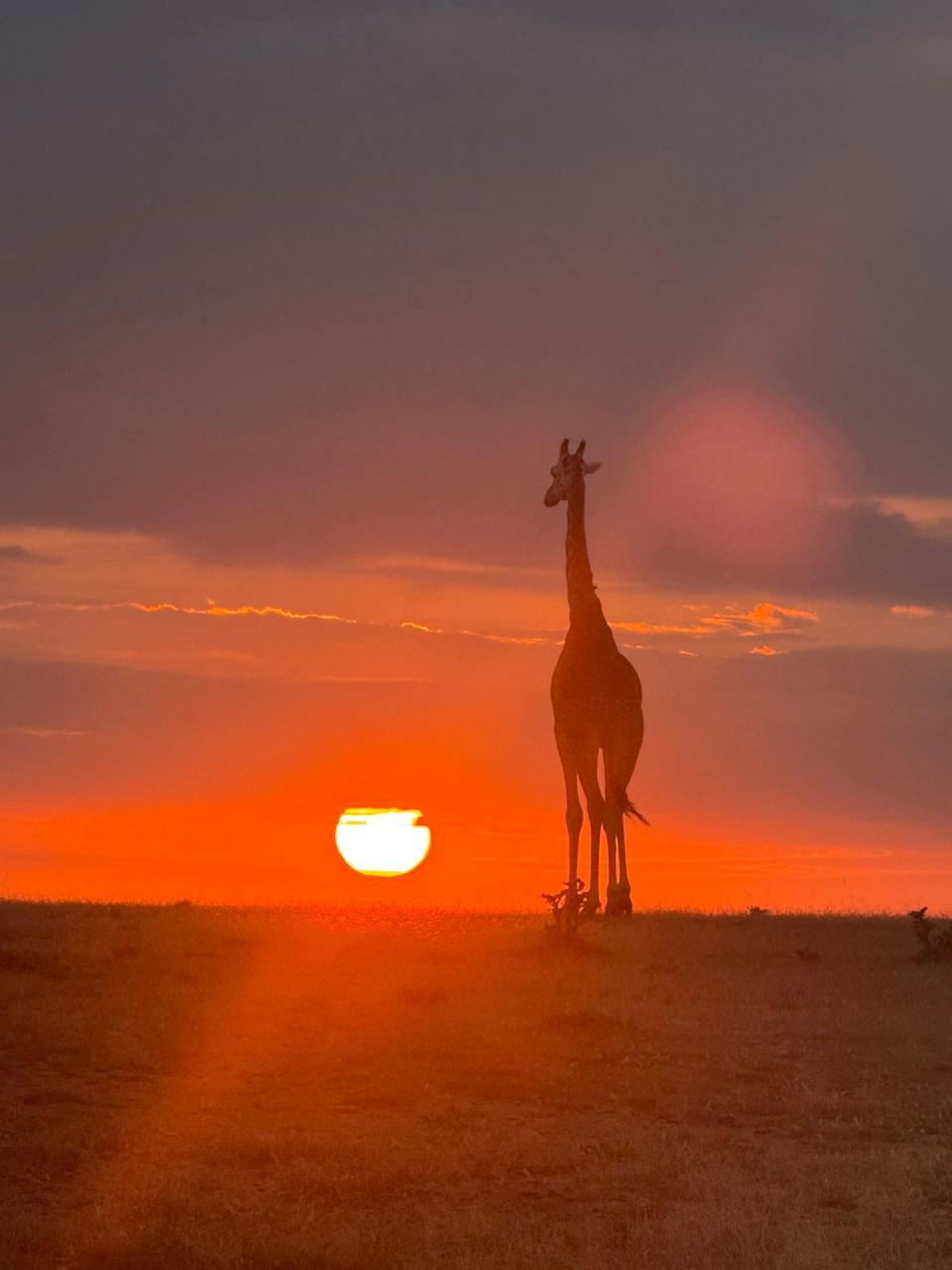 girrafe + golden hour