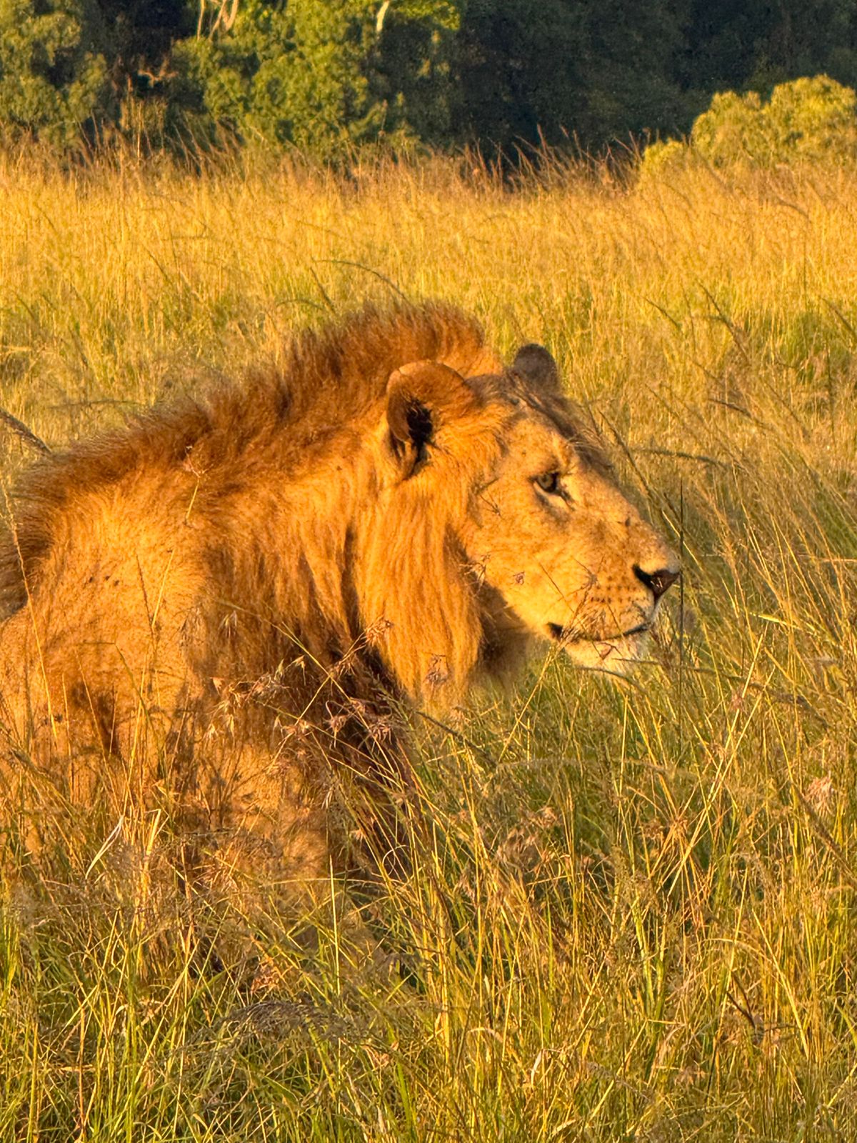 Lion in the grasslands