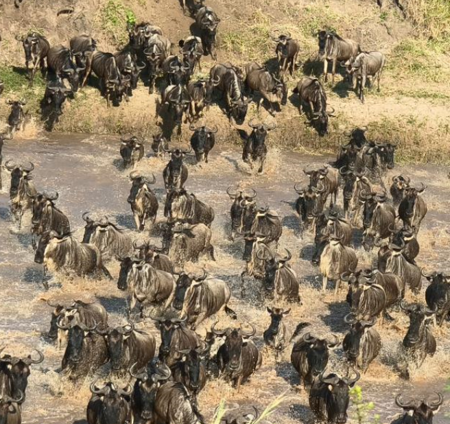wildebeest migration