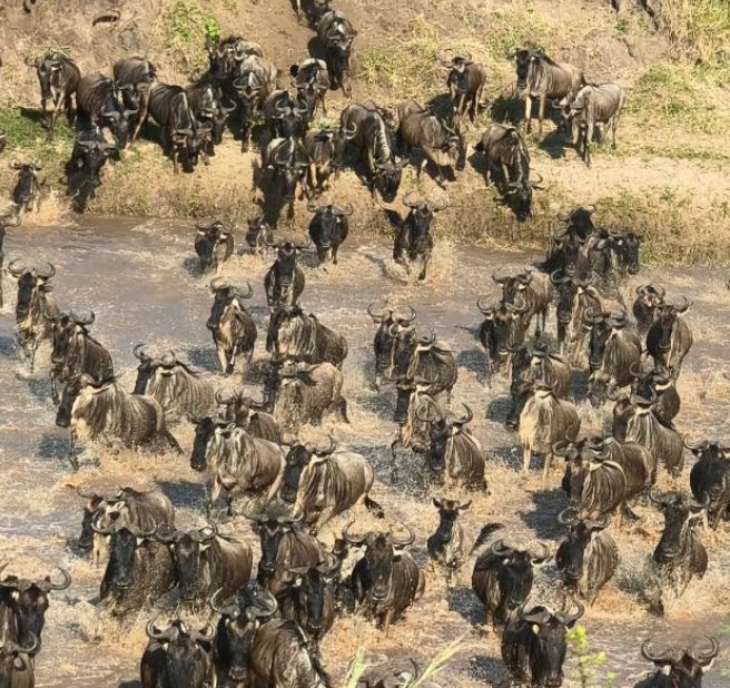 wildebeest